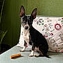 Paco a rejoint le concours — aidez-le/la à gagner de superbes lots ! animal, attention, black_and_white, chew_stick, companion, couch, cute, decor, dog, ears, fur, green_wall, home, indoor, looking, pet, pillow, plant, sitting, small_dog