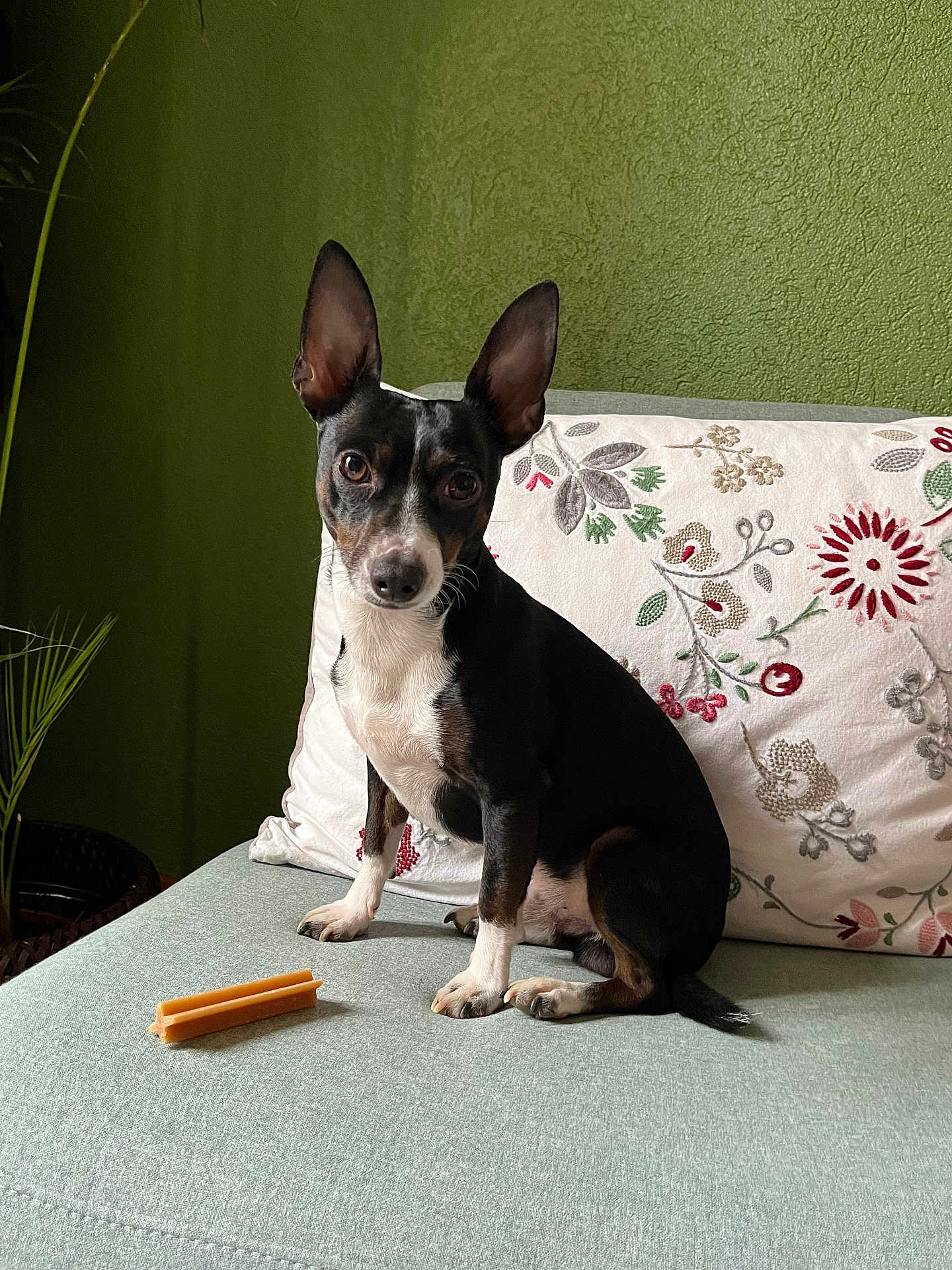 Paco a rejoint le concours — aidez-le/la à gagner de superbes lots ! animal, attention, black_and_white, chew_stick, companion, couch, cute, decor, dog, ears, fur, green_wall, home, indoor, looking, pet, pillow, plant, sitting, small_dog