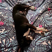 Paco participe au concours pour gagner de l'argent avec cette photo : animal, bed, black_dog, blanket, canine, comfort, cozy, dog, fur, home, indoors, laying_down, leaf_pattern, pattern, pet, pink_flowers, relaxed, resting, sleeping, white_paws