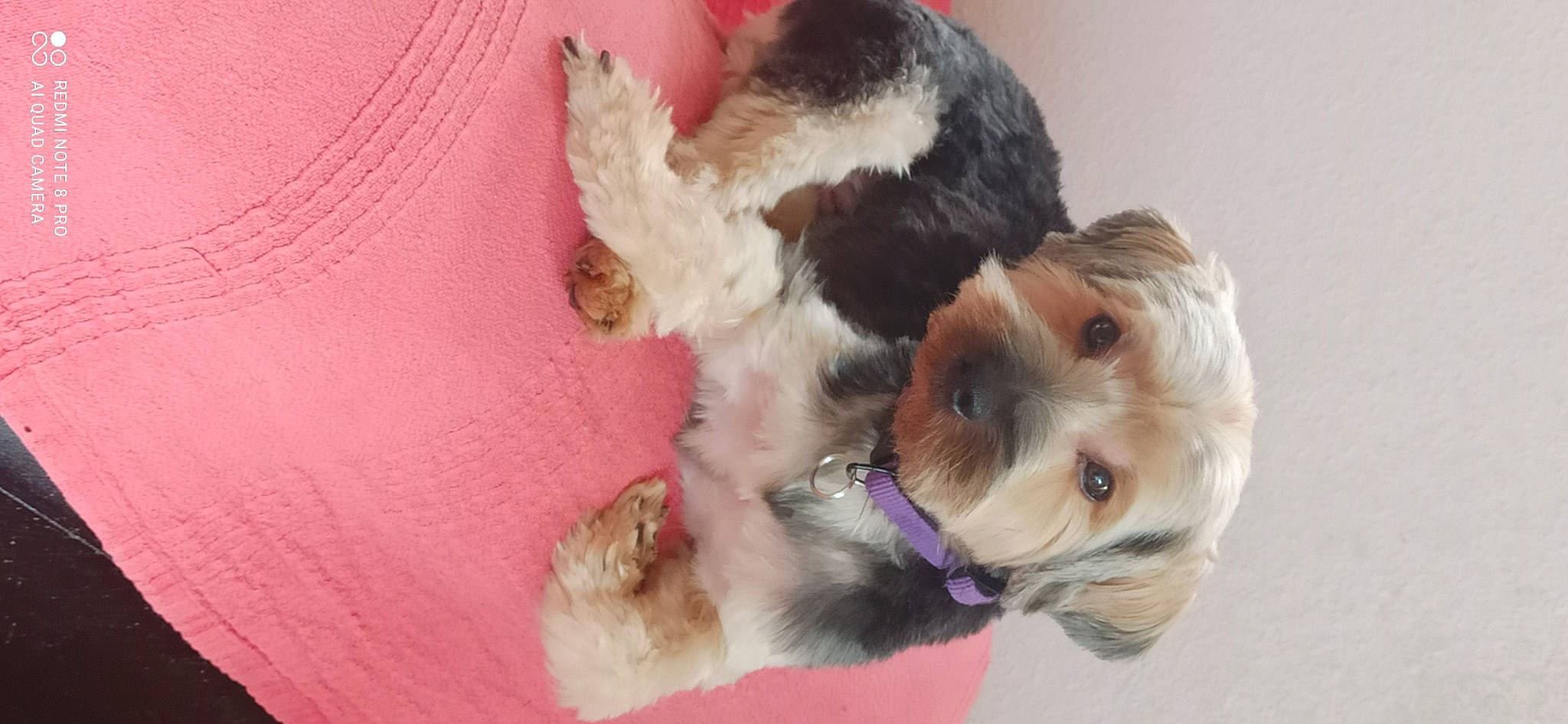 Pooky participe au concours pour gagner de l'argent avec cette photo : canidae, carnivore, companion_dog, dog, dog_breed, dog_clothes, dog_supply, fawn, fur, liver, paw, puppy, small_terrier, snout, sporting_group, tail, terrier, toy, toy_dog, working_animal