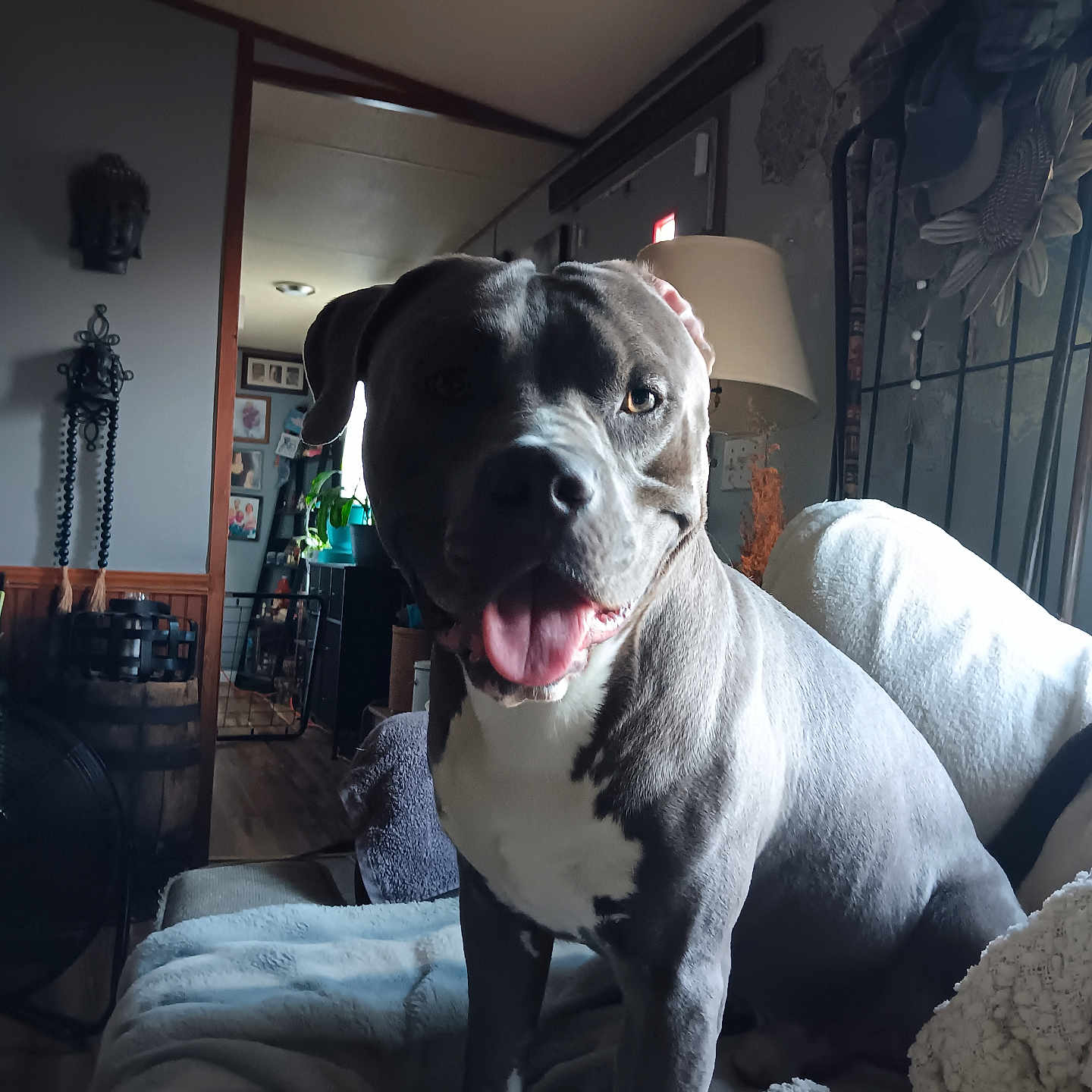 Blue is registered to the contest to win money with this photo: blanket, canine, couch, cozy, dog, domestic_animal, furniture, happy, home, indoor, lamp, living_room, pet, pitbull, plant, portrait, resting, smiling, tongue_out, wall_art