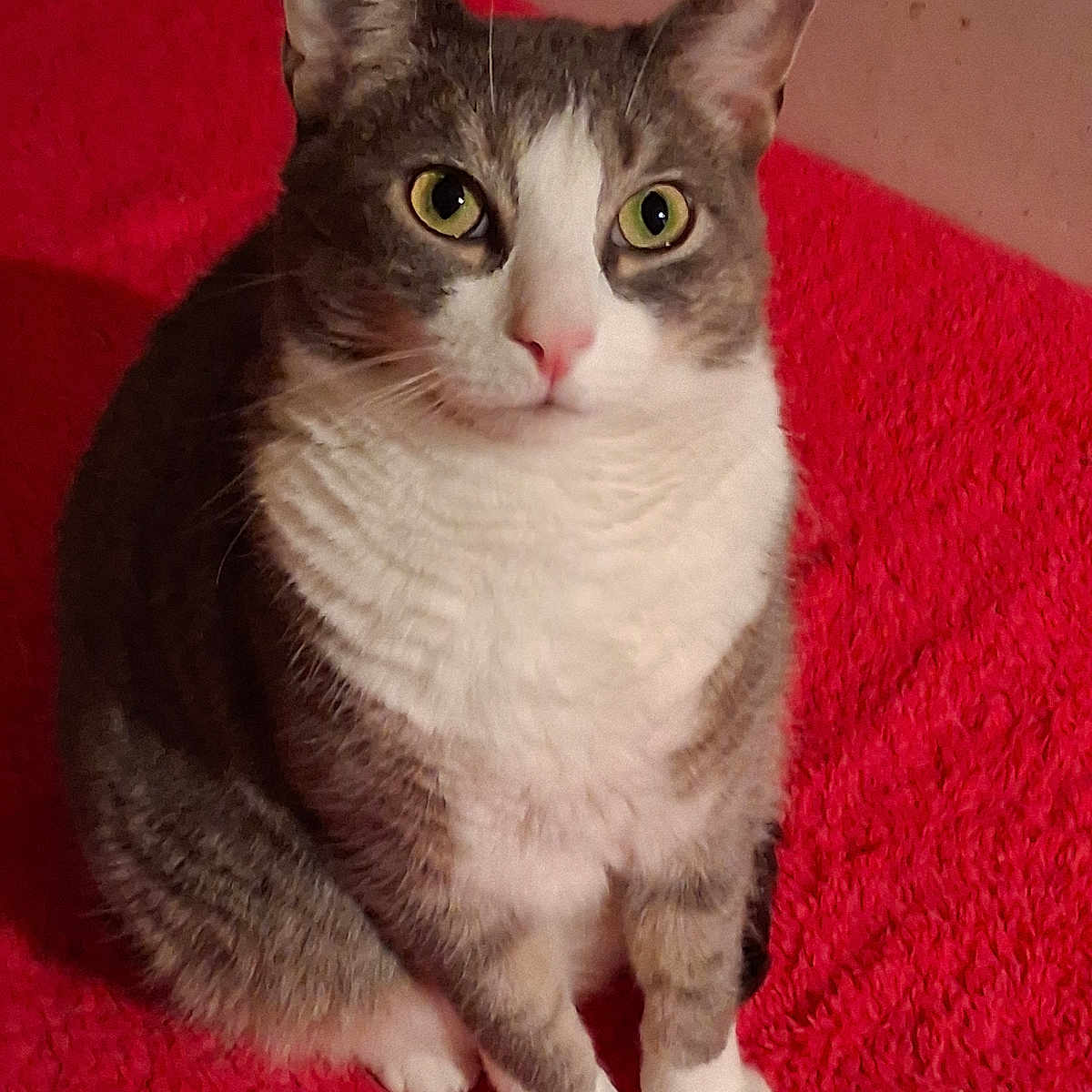 Support Caesar in Cat Photo Contest - Cash