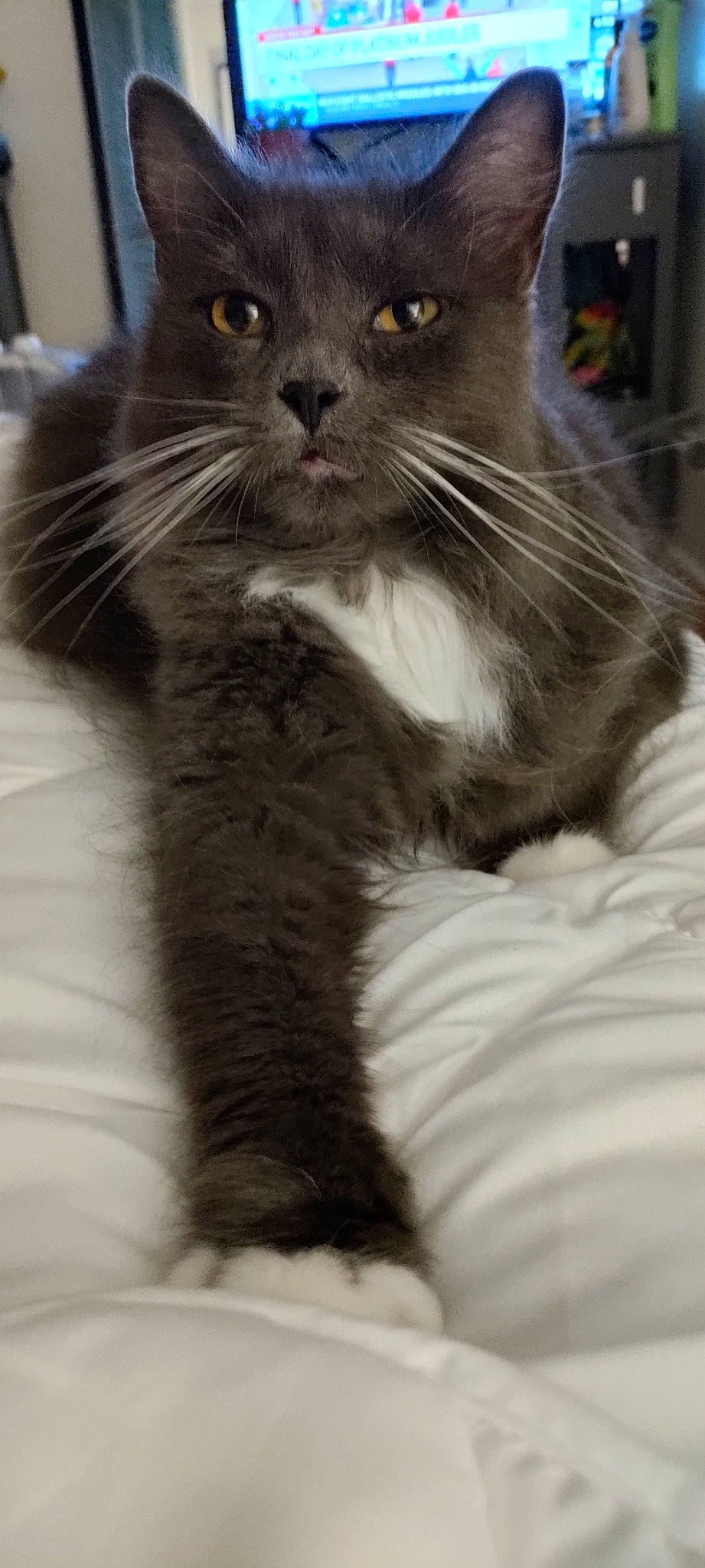 Doodle joined the competition — help win amazing prizes! black_cat, carnivore, cat, claw, domestic_short_haired_cat, eye, felidae, fur, hair, monochrome, monochrome_photography, paw, sitting, small_to_medium_sized_cats, snout, tail, terrestrial_animal, whiskers, window