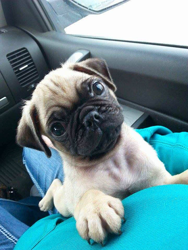 Kico is registered to the contest to win money with this photo: auto_part, automotive_tire, automotive_wheel_system, blue, canidae, carnivore, comfort, companion_dog, dog, dog_breed, electric_blue, family_car, fawn, personal_luxury_car, pug, snout, sporting_group, toy_dog, vehicle_door, wrinkle