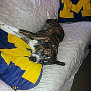 Chevy Girl joined the competition — help win amazing prizes! animal, blanket, blue, brindle, canine, collar, comfort, couch, dog, fur, home, indoor, lounge, pattern, pet, pillow, relaxed, resting, sleepy, yellow