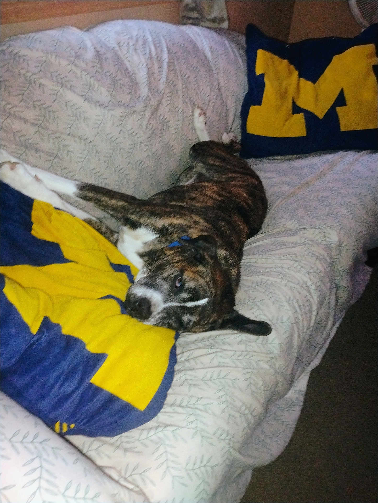 Chevy Girl joined the competition — help win amazing prizes! animal, blanket, blue, brindle, canine, collar, comfort, couch, dog, fur, home, indoor, lounge, pattern, pet, pillow, relaxed, resting, sleepy, yellow