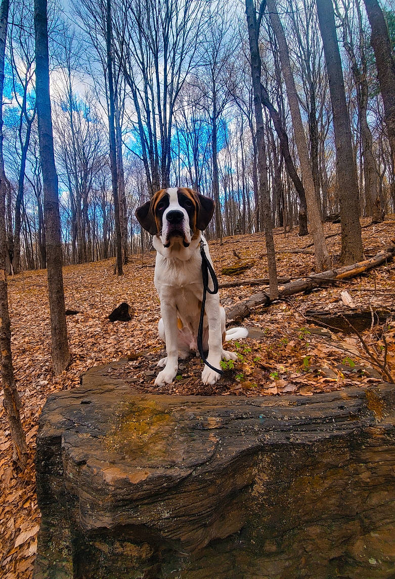 Nuka is registered to the contest to win money with this photo: carnivore, cloud, companion_dog, dog, dog_breed, fawn, forest, grass, landscape, leash, natural_landscape, plant, sky, soil, sporting_group, tail, terrier, tree, trunk, wood
