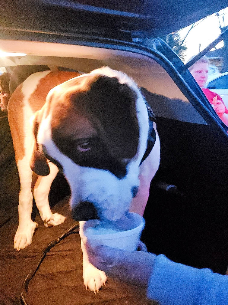 Nuka joined the competition — help win amazing prizes! auto_part, automotive_exterior, boxer, canidae, carnivore, companion_dog, dog, dog_breed, fawn, flooring, hood, motor_vehicle, paw, sporting_group, vehicle_door, whiskers, window, windshield, working_animal, working_dog