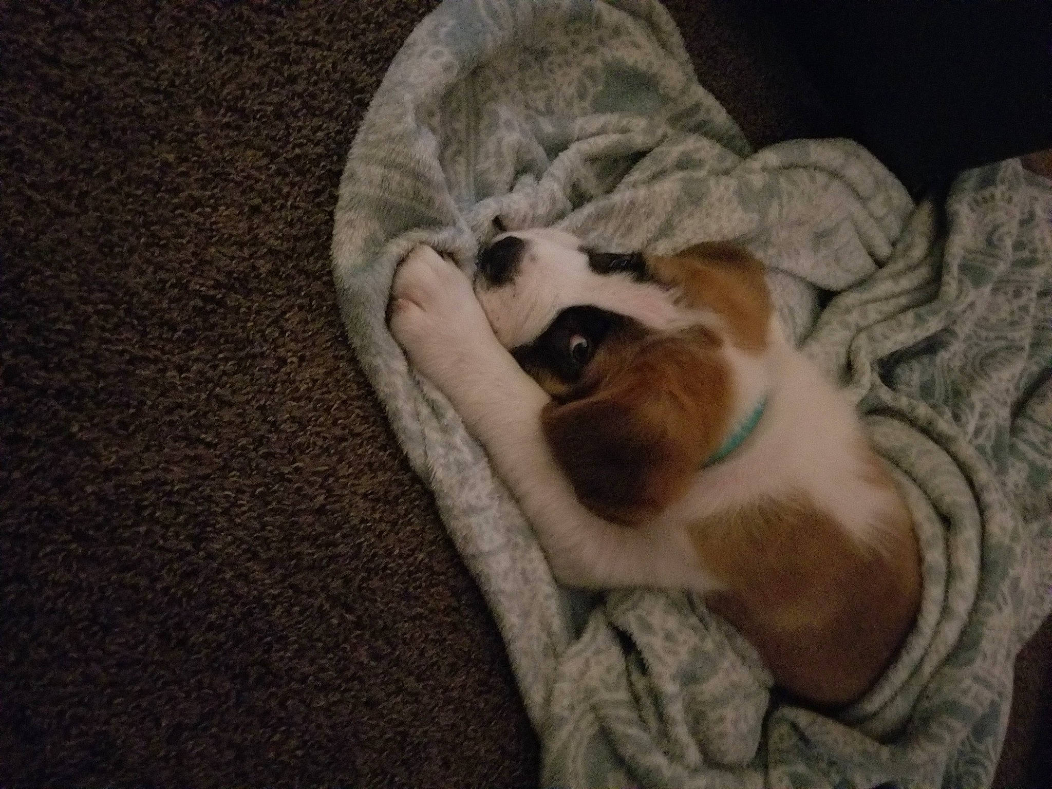 Nuka is registered to the contest to win money with this photo: carnivore, comfort, companion_dog, dog, dog_bed, dog_breed, fawn, felidae, flooring, fur, hardwood, linens, paw, puppy_love, small_to_medium_sized_cats, sporting_group, tail, toy_dog, whiskers, wood