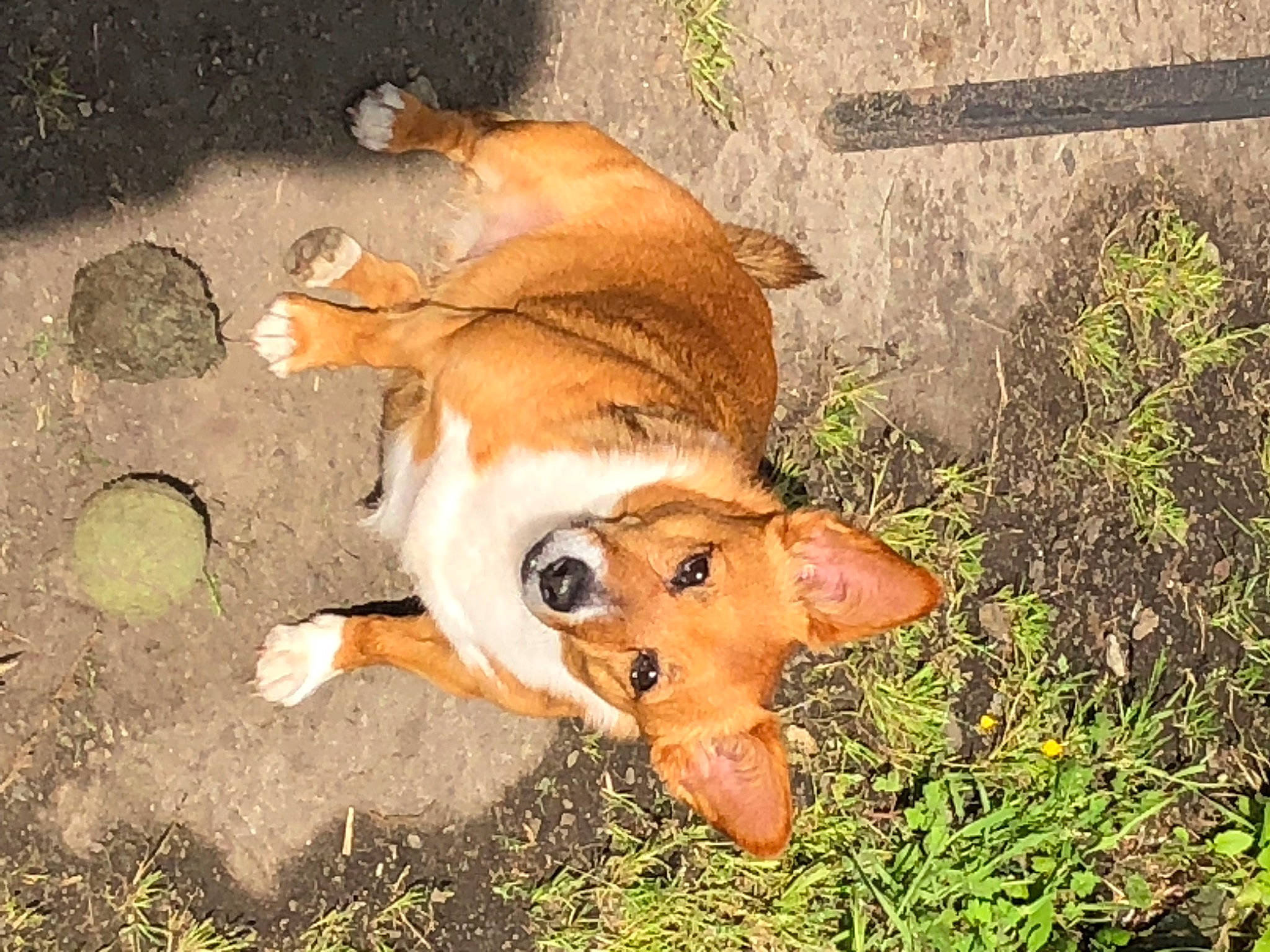 Lilou participe au concours pour gagner de l'argent avec cette photo : art, canidae, carnivore, child_art, companion_dog, dog, dog_breed, fawn, fur, grass, painting, plant, snout, sporting_group, tail, terrestrial_animal, toy, whiskers, wildlife, working_animal