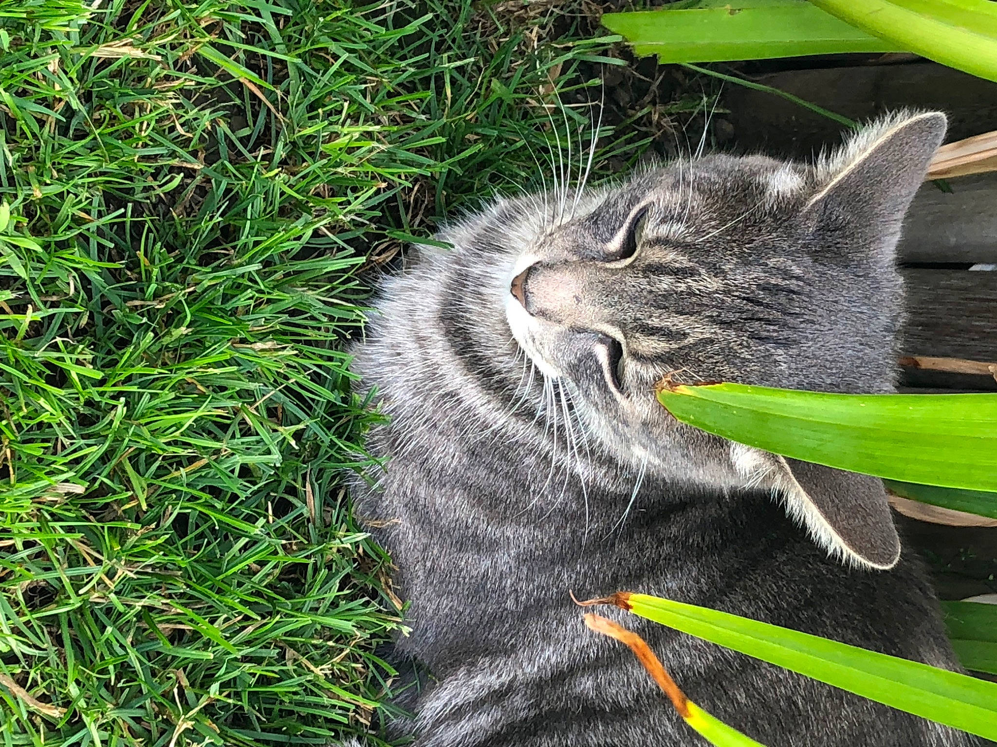 Mozart a rejoint le concours — aidez-le/la à gagner de superbes lots ! carnivore, cat, domestic_short_haired_cat, felidae, fur, grass, grass_family, groundcover, herb, lawn, paw, plant, poales, small_to_medium_sized_cats, snout, tail, terrestrial_animal, vegetation, whiskers, wildlife