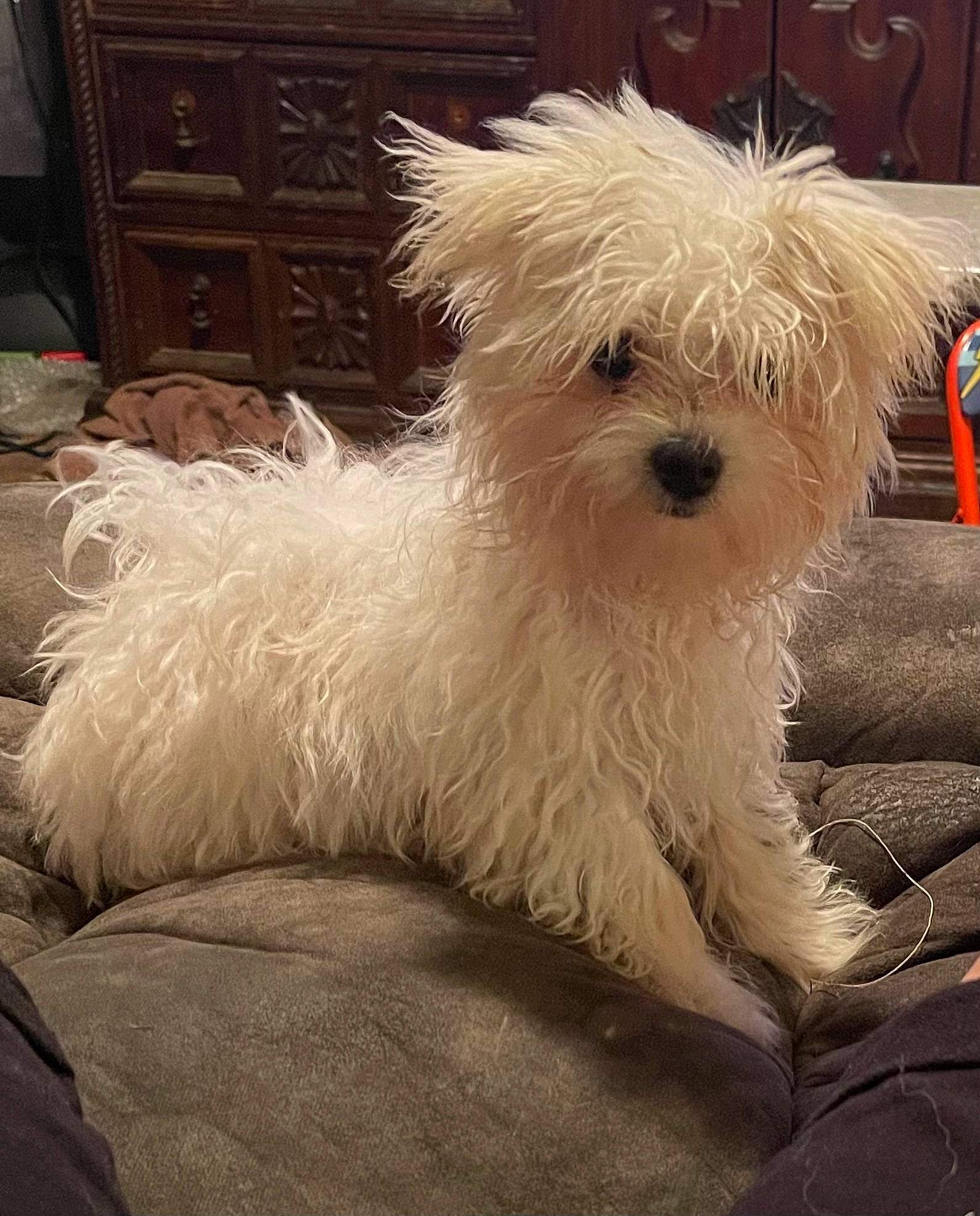 Daisey joined the competition — help win amazing prizes! cabinetry, canidae, carnivore, chest_of_drawers, collar, companion_dog, dog, dog_breed, dog_collar, drawer, fur, maltepoo, metal, non_sporting_group, small_terrier, snout, sporting_group, terrier, toy_dog, working_animal