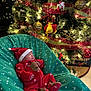 baby, infant, sleeping, christmas_tree, christmas_lights, ornaments, holiday, festive_clothing, santa_hat, reindeer_onesie, blanket, green_blanket, red_ribbon, decorations, indoors, holiday_season, cute, cozy, celebration, festive
