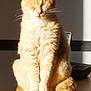 cat, orange_cat, feline, pet, animal, fur, whiskers, sitting, table, wooden_table, sunlight, shadow, indoor, closeup, relaxing, domestic_animal, fluffy, tail, face, eyes_closed