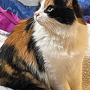 Shego joined the competition — help win amazing prizes! animal, bed, bedding, blanket, calico_cat, cat, close_up, cozy, feline, fur, green_eyes, indoors, pet, photography, pink_nose, portrait, relaxed, sitting, tri_color, whiskers