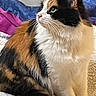 animal, bed, bedding, blanket, calico_cat, cat, close_up, cozy, feline, fur, green_eyes, indoors, pet, photography, pink_nose, portrait, relaxed, sitting, tri_color, whiskers
