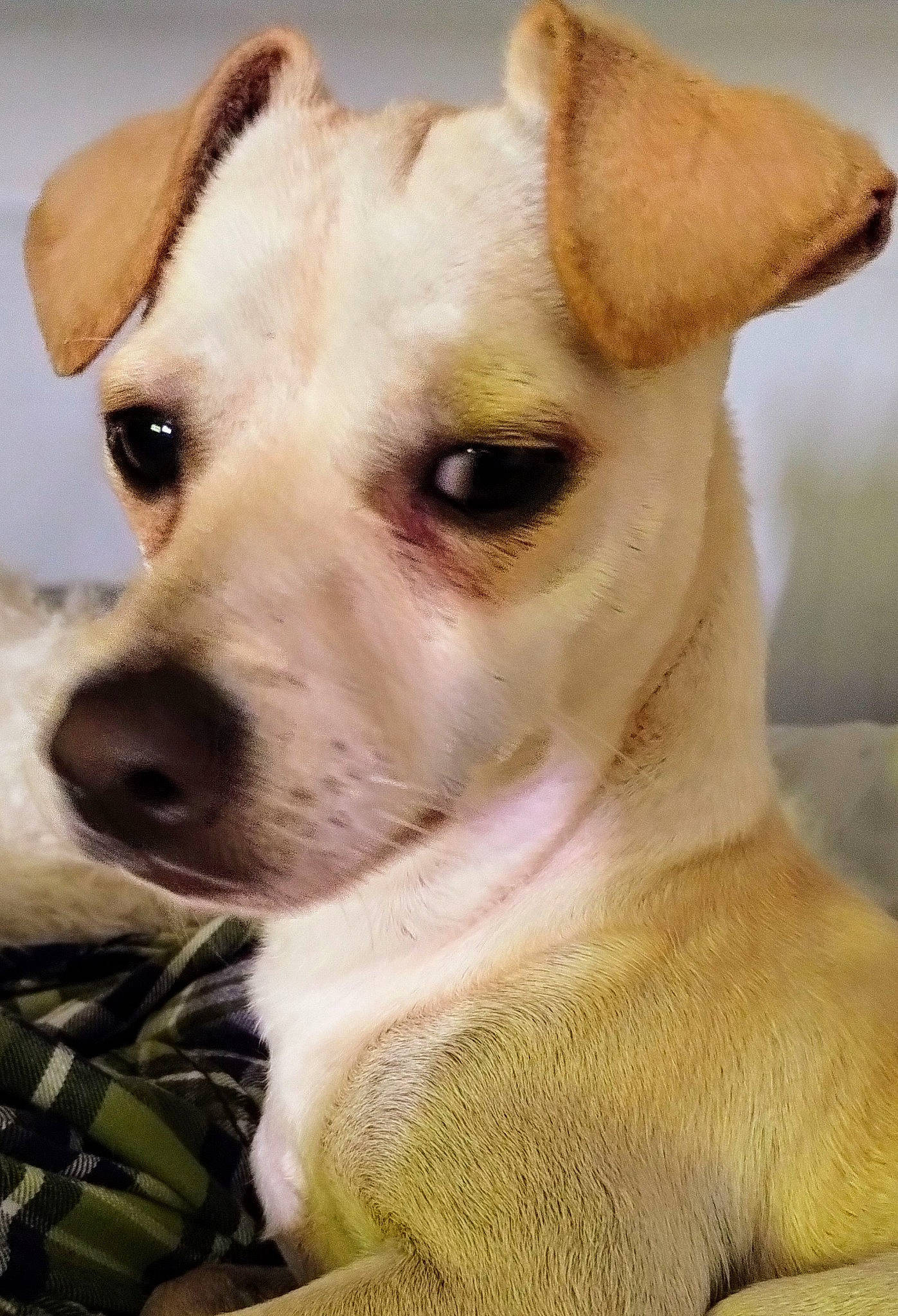 Whiskey joined the competition — help win amazing prizes! canidae, carnivore, close_up, collar, companion_dog, dog, dog_breed, dog_collar, dog_supply, ear, fawn, fur, non_sporting_group, puppy, snout, sporting_group, terrestrial_animal, toy_dog, whiskers, working_animal