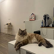 Zizou participe au concours pour gagner de l'argent avec cette photo : cat, fluffy_cat, table, living_room, radiator, television, gaming_console, headphones, floor, door, modern_interior, decor, relaxed, pet, furniture, indoor, cozy, household, white_table, wood_floor