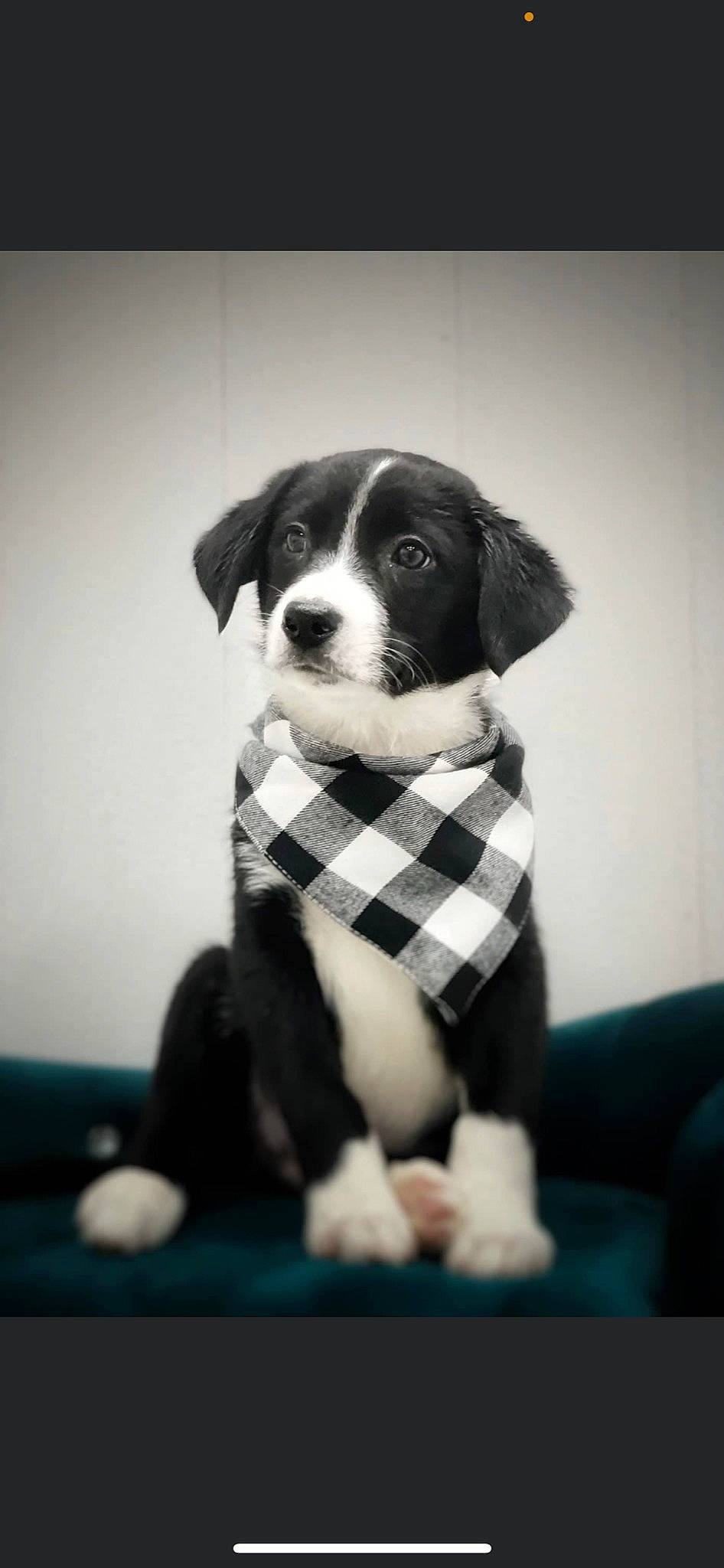 Bow joined the competition — help win amazing prizes! canidae, carnivore, collar, comfort, companion_dog, dog, dog_breed, flash_photography, formal_wear, fur, head, monochrome, monochrome_photography, pattern, plaid, sleeve, snout, sporting_group, tartan, tie