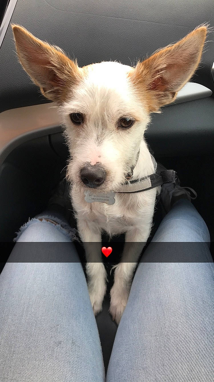 Yugi a rejoint le concours — aidez-le/la à gagner de superbes lots ! canidae, carnivore, collar, companion_dog, dog, dog_breed, dog_collar, dog_supply, ear, fawn, fur, hood, non_sporting_group, snout, sporting_group, tail, texas_heeler, toy_dog, whiskers, working_animal