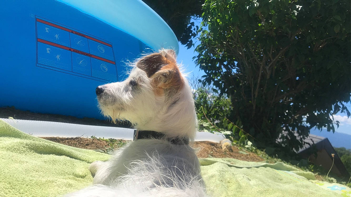 Yugi participe au concours pour gagner de l'argent avec cette photo : car, carnivore, collar, companion_dog, dog, dog_breed, dog_collar, eyewear, family_car, grass, hood, plant, sky, sunglasses, terrier, toy_dog, tree, vehicle, vehicle_door, vision_care