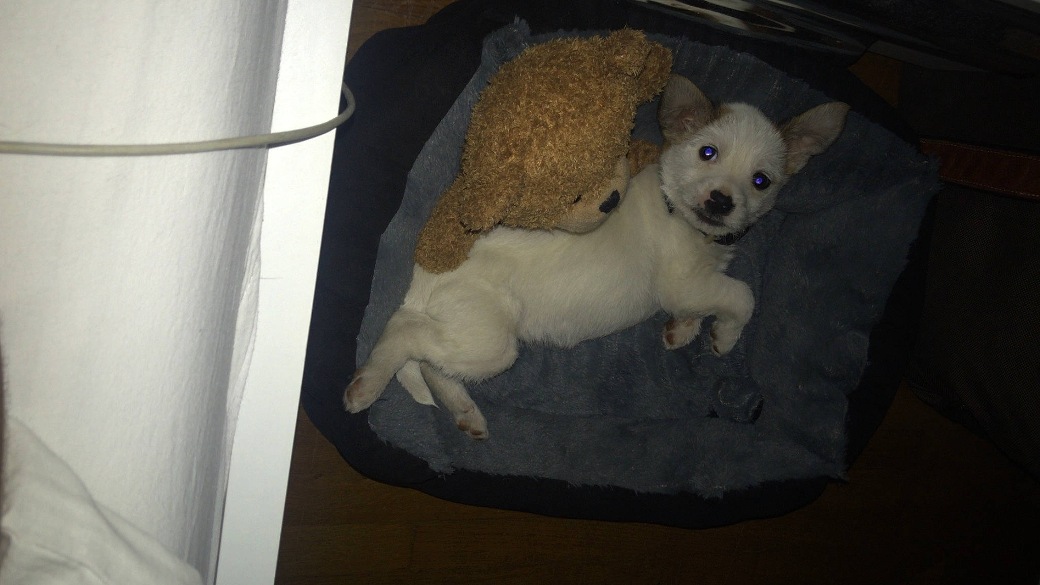 Yugi a rejoint le concours — aidez-le/la à gagner de superbes lots ! canidae, carnivore, comfort, companion_dog, couch, curtain, dog, dog_breed, fawn, fur, linens, paw, pet_supply, room, snout, sporting_group, tail, toy_dog, whiskers, working_animal