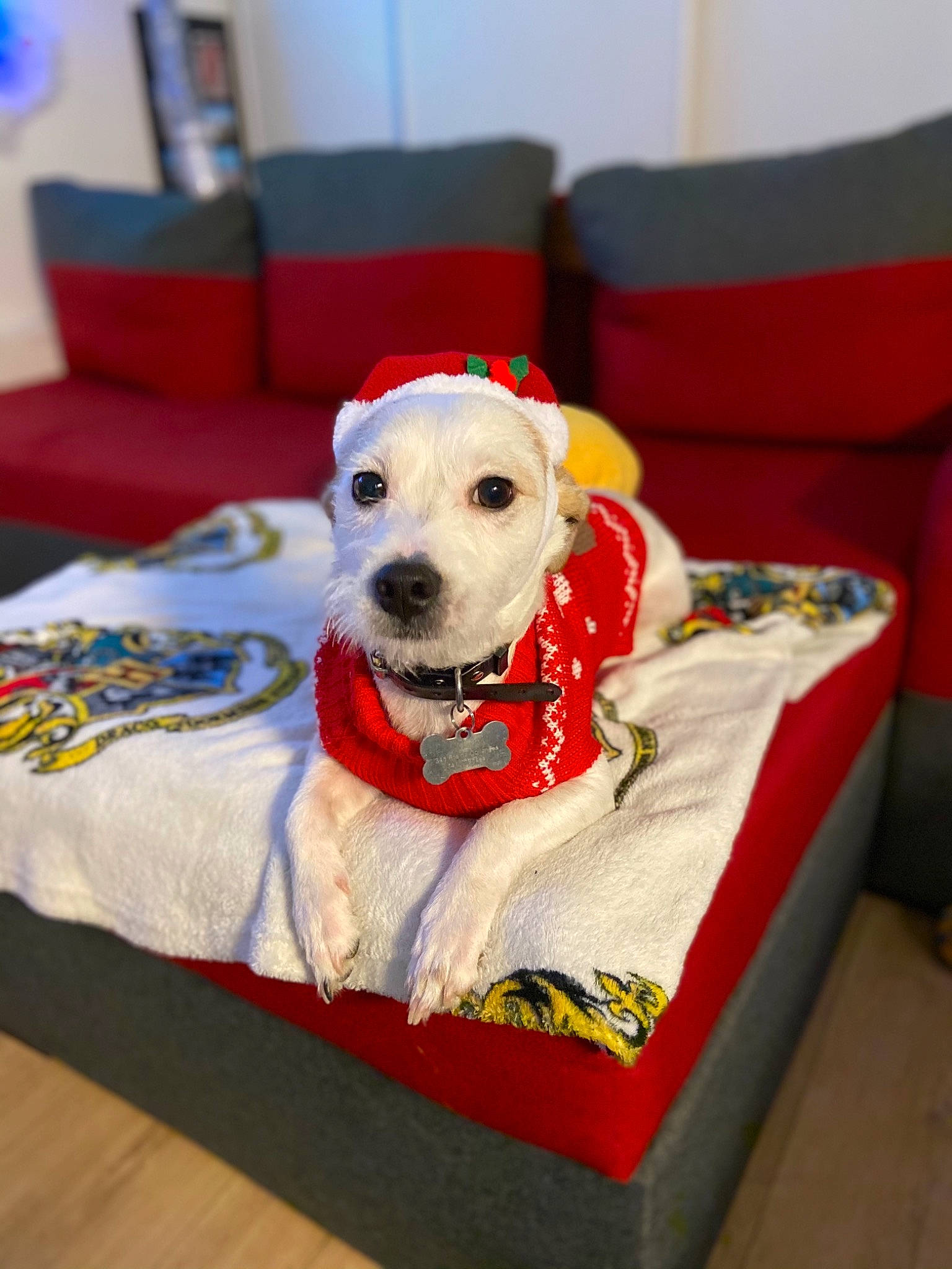 Yugi participe au concours pour gagner de l'argent avec cette photo : canidae, carnivore, chair, collar, companion_dog, couch, dog, dog_breed, dog_clothes, dog_collar, dog_supply, event, fashion_accessory, fawn, furniture, pet_supply, rectangle, snout, sporting_group, working_animal