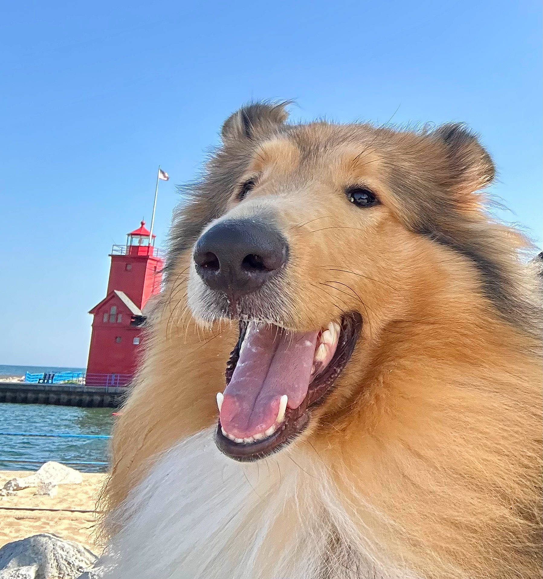 Higgins joined the competition — help win amazing prizes! beach, building, canidae, carnivore, companion_dog, dog, dog_breed, fang, fur, happy, jaw, lake, ocean, sky, snout, sporting_group, travel, water, working_animal, working_dog