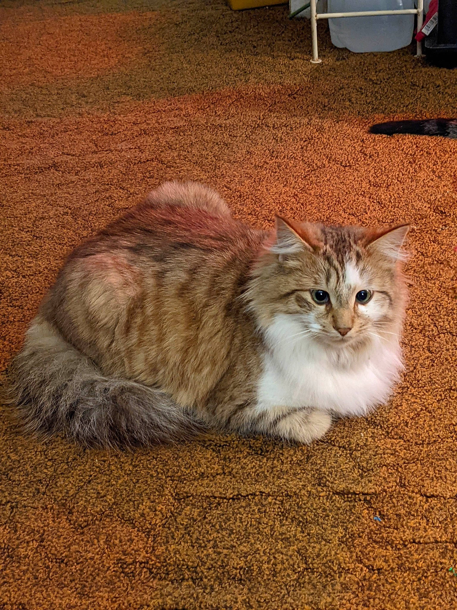 Crazy Eyes joined the competition — help win amazing prizes! carnivore, cat, chair, claw, comfort, domestic_short_haired_cat, fawn, felidae, flooring, fur, hardwood, paw, sitting, small_to_medium_sized_cats, snout, tail, terrestrial_animal, whiskers, window, wood