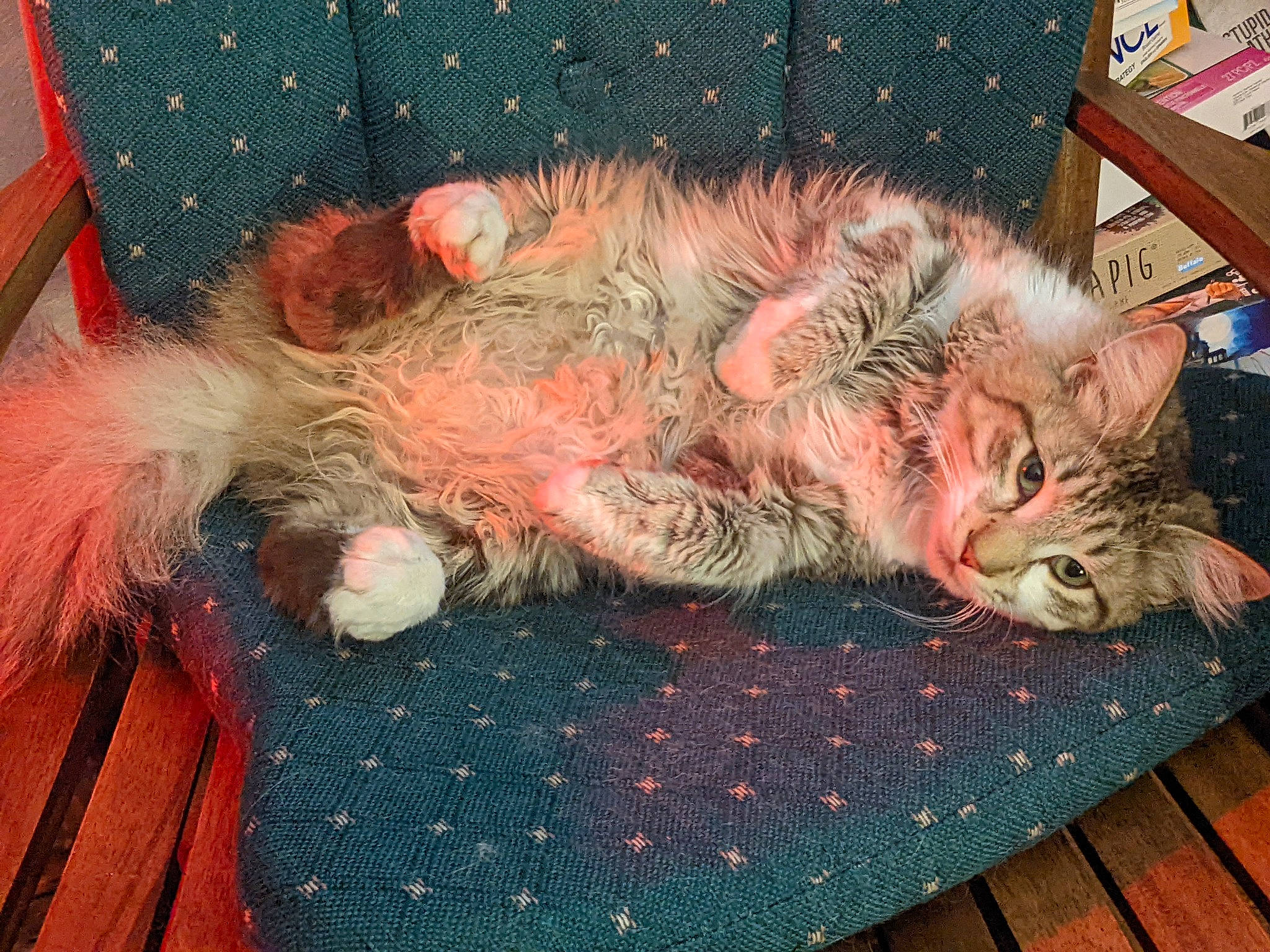 Fuzzy joined the competition — help win amazing prizes! carnivore, cat, claw, comfort, domestic_short_haired_cat, fawn, felidae, flooring, fur, grass, lap, pattern, paw, small_to_medium_sized_cats, snout, tail, terrestrial_animal, textile, whiskers, wood