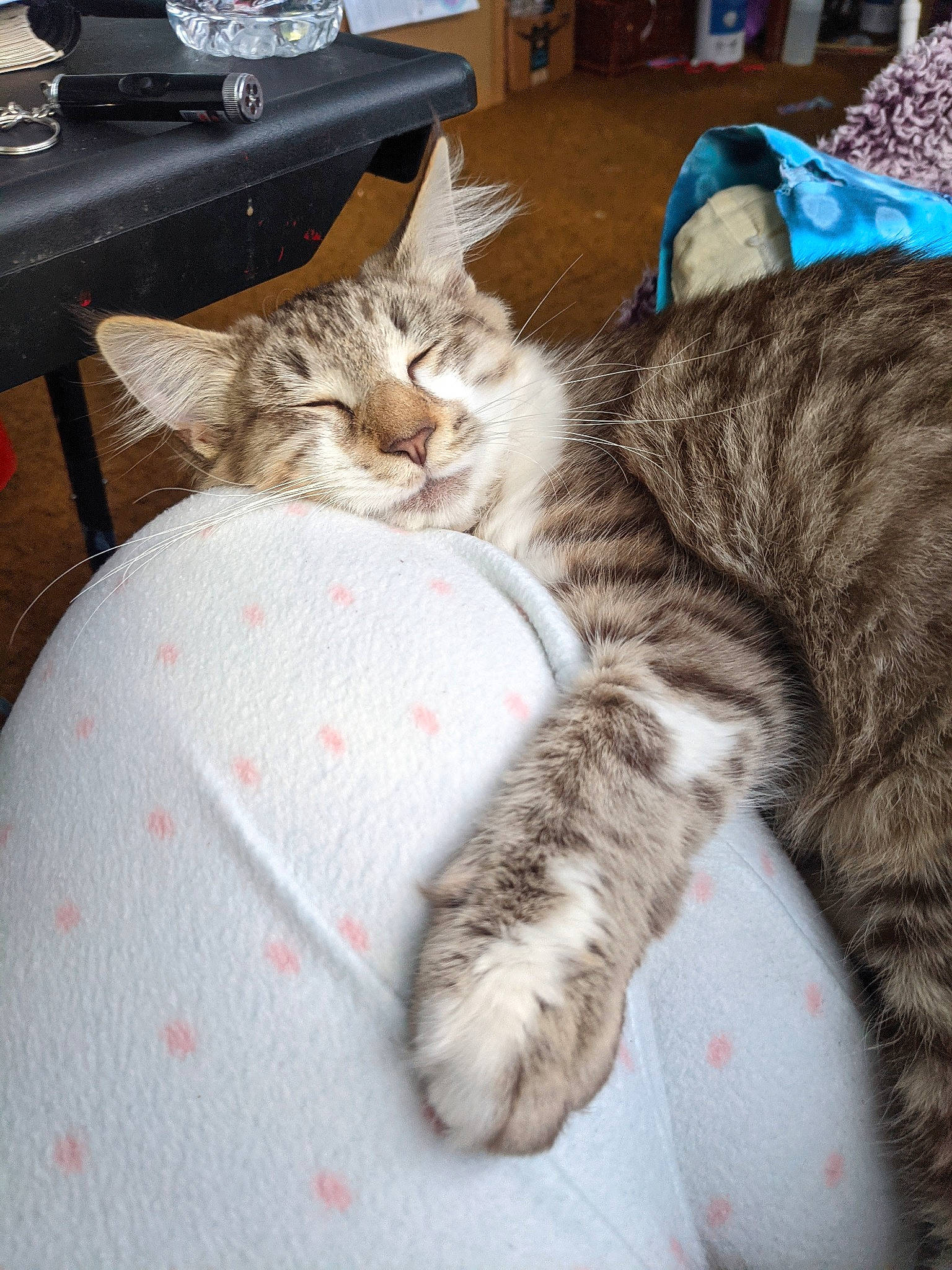 Fuzzy joined the competition — help win amazing prizes! bed, carnivore, cat, claw, comfort, domestic_short_haired_cat, drawer, fawn, felidae, foot, fur, grey, mammal, nap, paw, small_to_medium_sized_cats, snout, tail, whiskers, wood