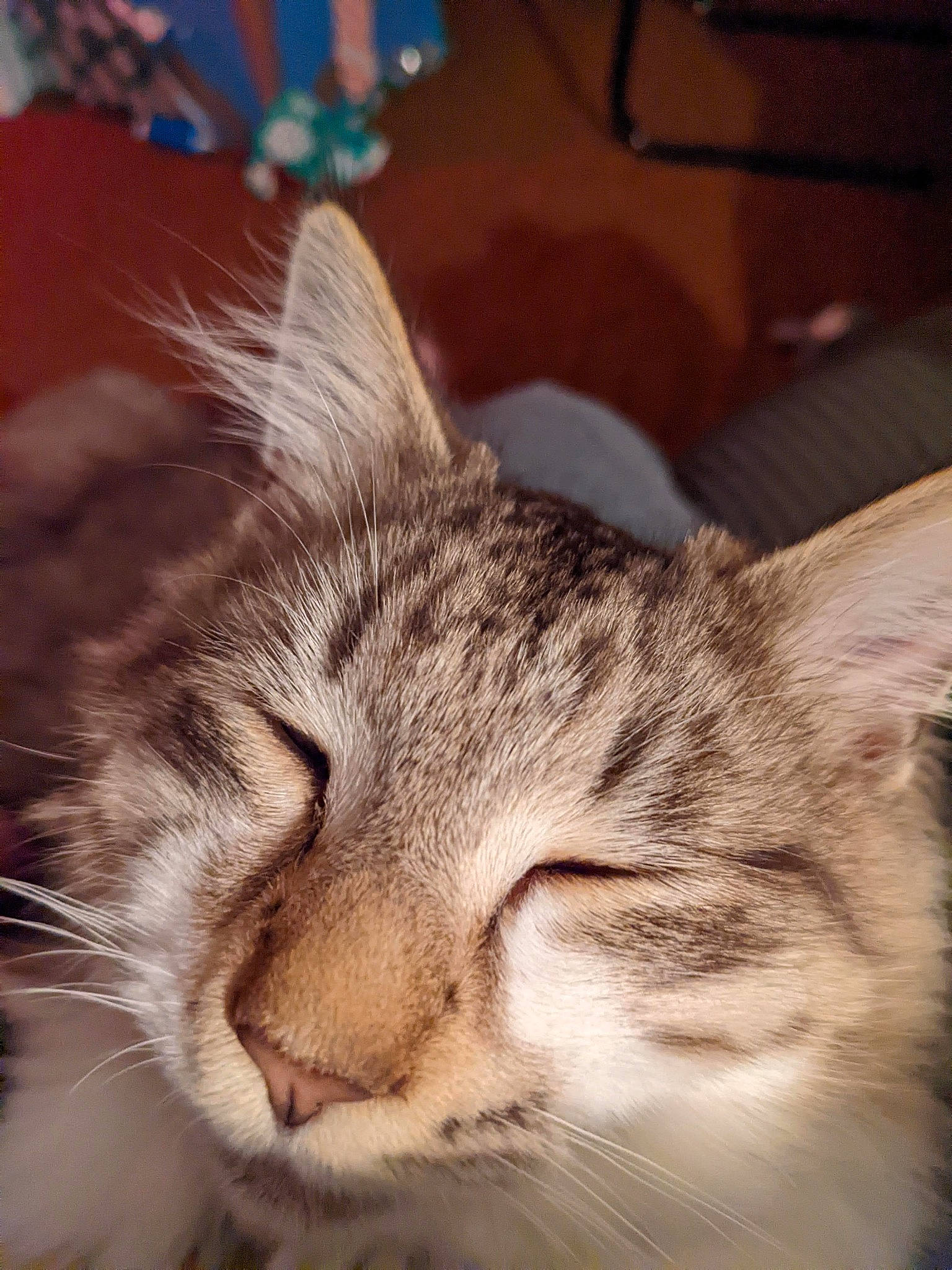 Fuzzy joined the competition — help win amazing prizes! carnivore, cat, darkness, domestic_short_haired_cat, ear, felidae, fur, paw, small_to_medium_sized_cats, snout, whiskers, window, wood