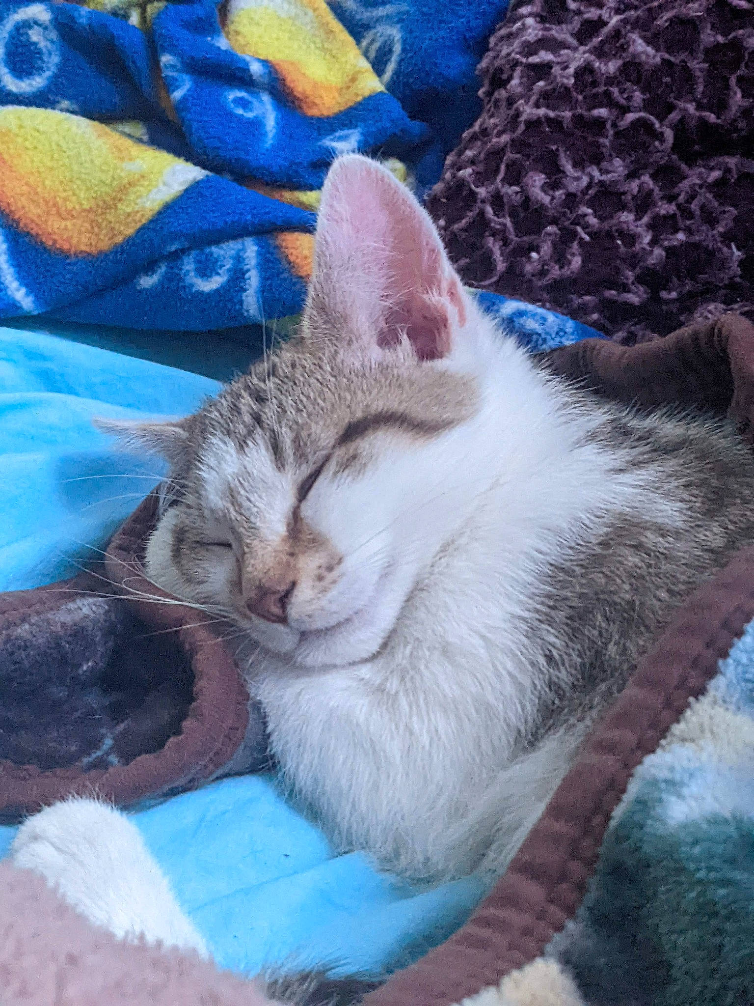 Taco is registered to the contest to win money with this photo: azure, blue, carnivore, cat, comfort, domestic_short_haired_cat, electric_blue, fawn, felidae, fur, grass, grey, linens, paw, sitting, small_to_medium_sized_cats, snout, tail, textile, whiskers