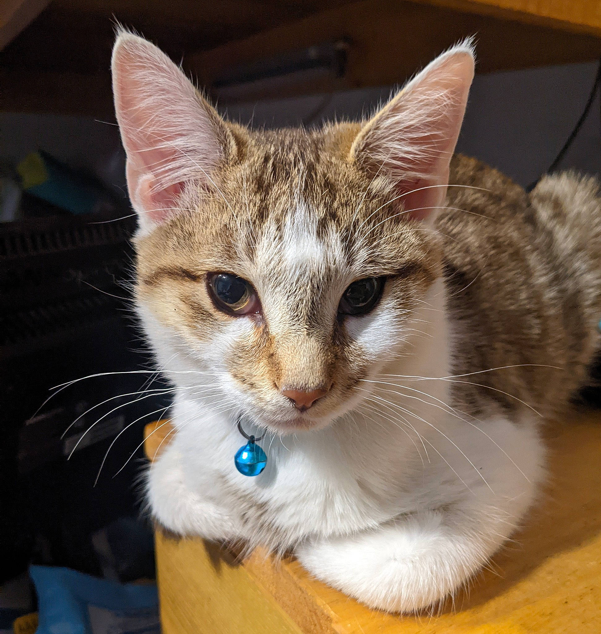 Taco is registered to the contest to win money with this photo: carnivore, cat, cat_supply, claw, collar, domestic_short_haired_cat, ear, eye, fawn, felidae, fur, head, iris, paw, pet_supply, sitting, small_to_medium_sized_cats, snout, tail, whiskers