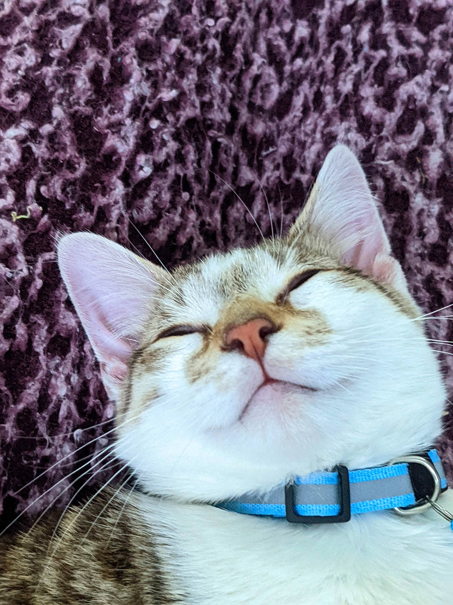 Taco joined the competition — help win amazing prizes! art, carnivore, cat, collar, comfort, domestic_short_haired_cat, fawn, felidae, fur, grass, pattern, paw, photo_caption, sitting, small_to_medium_sized_cats, snout, tail, terrestrial_animal, whiskers, wildlife