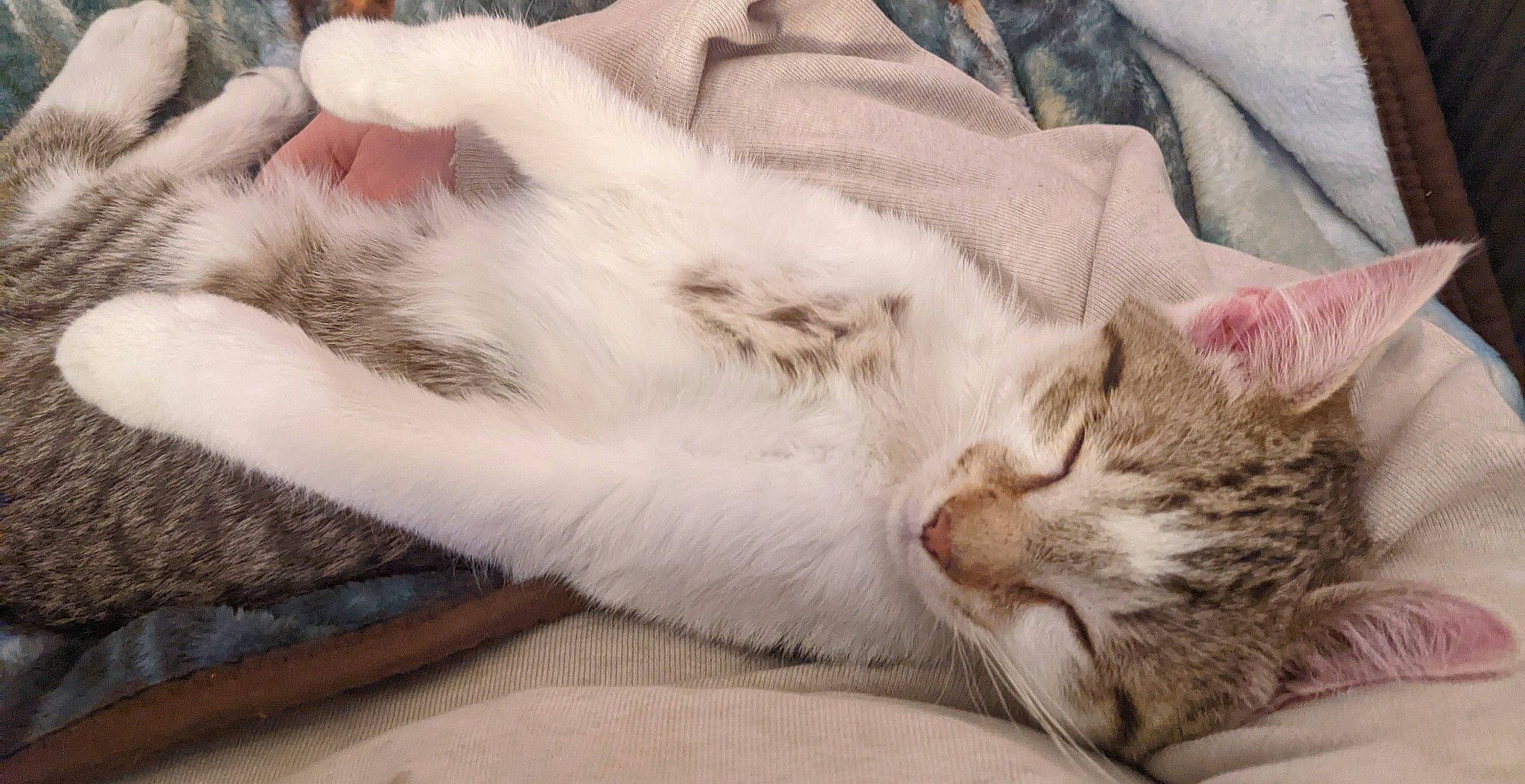 Taco joined the competition — help win amazing prizes! carnivore, cat, cat_supply, claw, comfort, domestic_short_haired_cat, ear, eye, fawn, felidae, fur, nap, paw, sleep, small_to_medium_sized_cats, snout, tail, whiskers