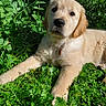 animal, canine, collar, cute, dog, fur, garden, golden_retriever, grass, greenery, laying_down, leafy, nature, outdoor, pet, portrait, puppy, relaxed, sunlight, young