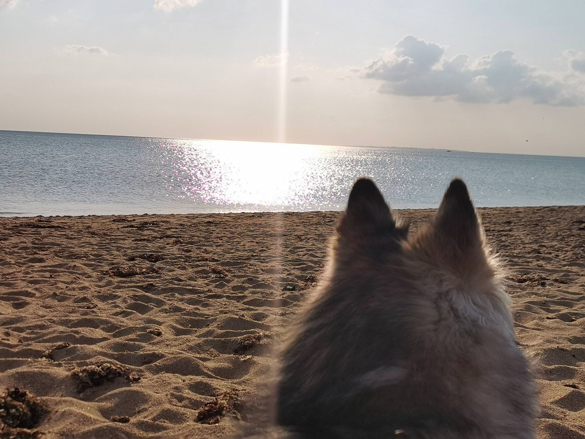 Noon participe au concours pour gagner de l'argent avec cette photo : beach, calm, carnivore, cloud, coastal_and_oceanic_landforms, cumulus, dog, dog_breed, evening, german_spitz, horizon, lake, landscape, sand, sky, spitz, sunlight, water, wave, wind_wave