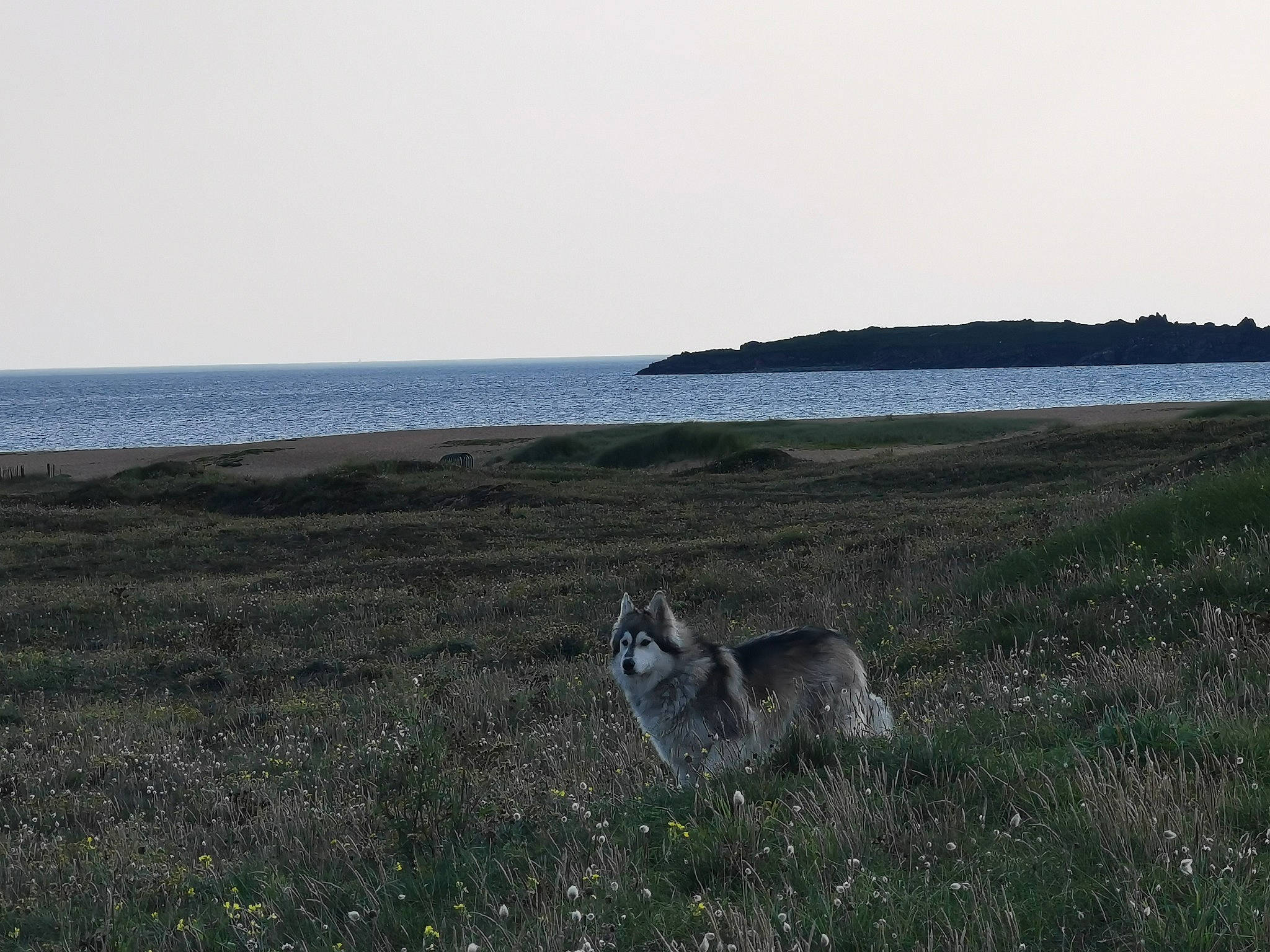 Noon a rejoint le concours — aidez-le/la à gagner de superbes lots ! beach, canidae, carnivore, coast, coastal_and_oceanic_landforms, grass, grassland, headland, horizon, lake, landscape, natural_landscape, ocean, prairie, rock, shore, sky, tail, terrestrial_animal, water