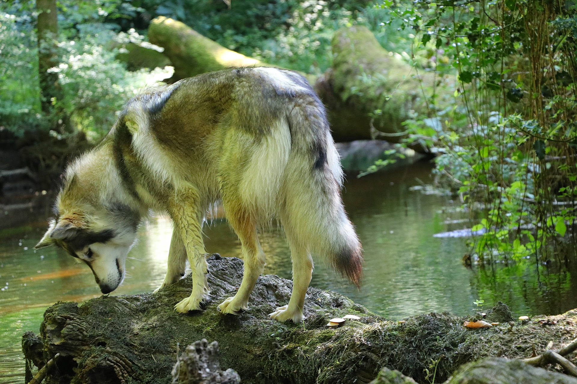 Noon participe au concours pour gagner de l'argent avec cette photo : biome, dog_breed, fawn, felidae, fluvial_landforms_of_streams, forest, grass, jungle, macaque, natural_landscape, plant, primate, spring, stream, tail, terrestrial_animal, terrestrial_plant, water, wildlife, woodland