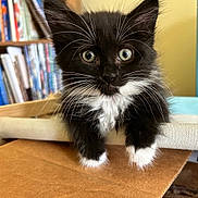 Cookie joined the competition — help win amazing prizes! kitten, black_and_white, cat, whiskers, curious, close_up, indoor, furniture, bookshelf, pet, animal, cute, young, fur, portrait, eyes, paws, domestic_cat, mammal, household