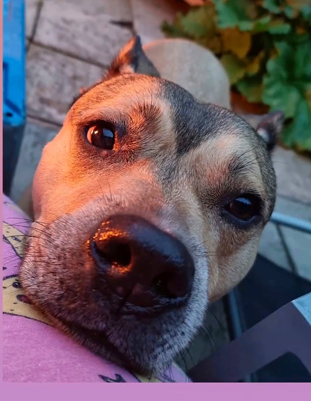 Bernie is registered to the contest to win money with this photo: canidae, carnivore, collar, companion_dog, dog, dog_breed, dog_collar, dog_supply, ear, fawn, fur, jaw, liver, pet_supply, plant, snout, sporting_group, terrestrial_animal, whiskers, working_animal