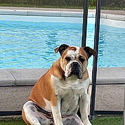 Utah participe au concours pour gagner de l'argent avec cette photo : bulldog, dog, sitting, pool, water, grass, outdoor, pet, canine, animal, fence, daylight, nature, relaxed, mammal, companion, portrait, summer, backyard, leisure