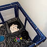Diesel joined the competition — help win amazing prizes! dog, pet_playpen, blanket, pet_bed, toys, food_bowls, carpet, wall, corner, black_dog, indoor, comfort, paw_print, colorful_toys, fabric, mesh, resting_area, household, cozy, small_dog