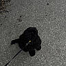 Diesel is registered to the contest to win money with this photo: puppy, dog, black_dog, leash, outdoor, gravel, path, pet, animal, cute, sitting, collar, walking, nature, leaves, small_dog, fur, canine, young_dog, curious