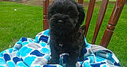 Diesel joined the competition — help win amazing prizes! puppy, dog, black_dog, blanket, blue_blanket, wooden_chair, outdoor, grass, green_grass, pet, cute, small_dog, fur, animal, nature, garden, summer, adorable, sitting, young_dog