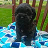 puppy, dog, black_dog, blanket, blue_blanket, wooden_chair, outdoor, grass, green_grass, pet, cute, small_dog, fur, animal, nature, garden, summer, adorable, sitting, young_dog