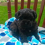 Diesel is registered to the contest to win money with this photo: puppy, dog, black_dog, blanket, chair, wooden_chair, outdoor, grass, greenery, pet, animal, cute, fur, small_dog, sitting, cozy, nature, young_dog, companion, relaxing