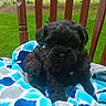 puppy, dog, black_dog, blanket, chair, wooden_chair, outdoor, grass, greenery, pet, animal, cute, fur, small_dog, sitting, cozy, nature, young_dog, companion, relaxing