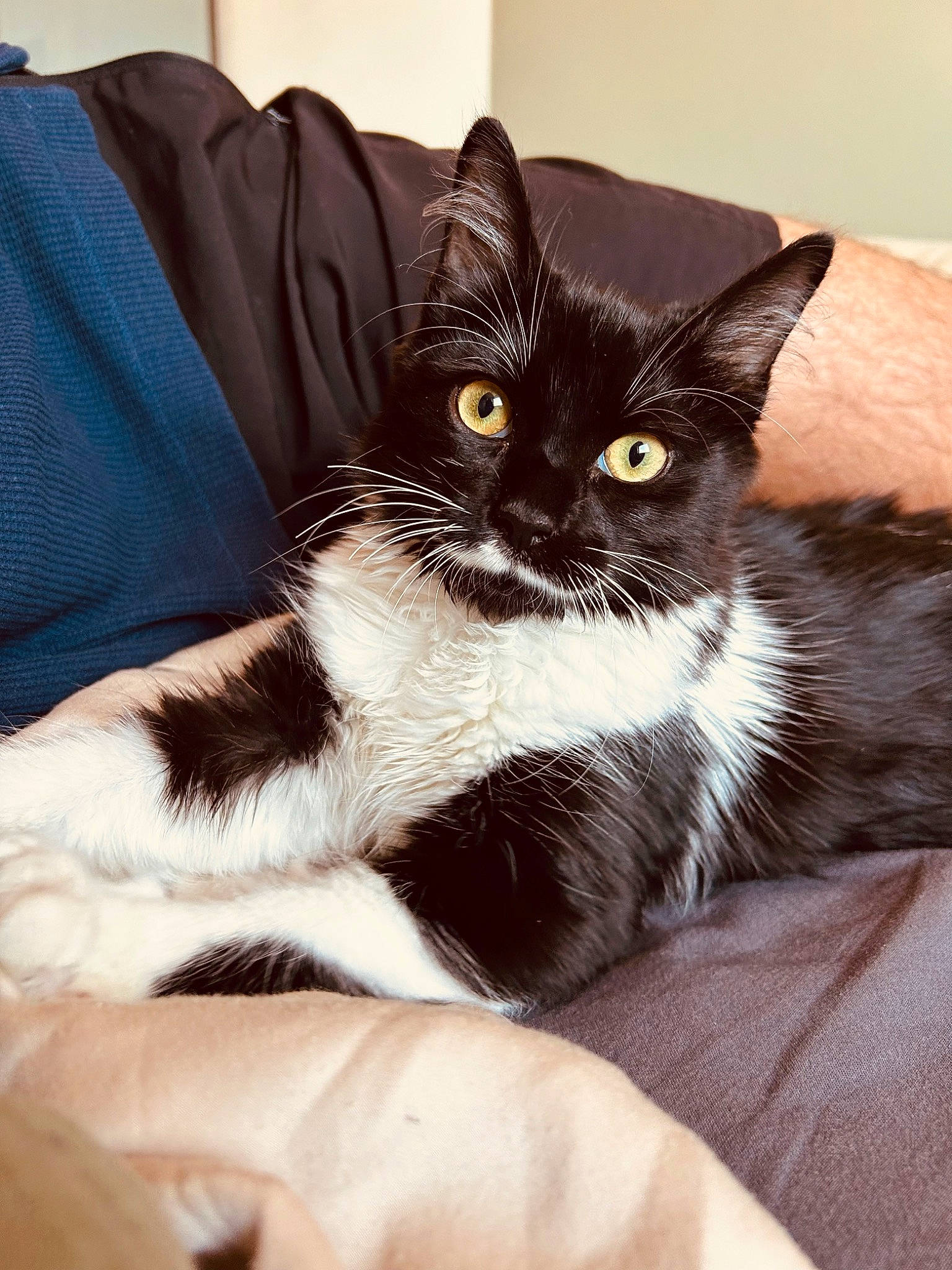 Françoise participe au concours pour gagner de l'argent avec cette photo : black_cat, box, carnivore, cat, claw, comfort, domestic_short_haired_cat, felidae, foot, fur, human_leg, lap, paw, sitting, small_to_medium_sized_cats, snout, tail, thigh, whiskers